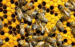 Struktura społeczna i rodzaje pszczół