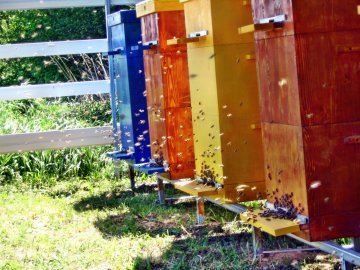 pasieka - pnie pszczół