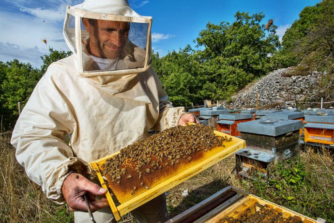 zawód pszczelarz